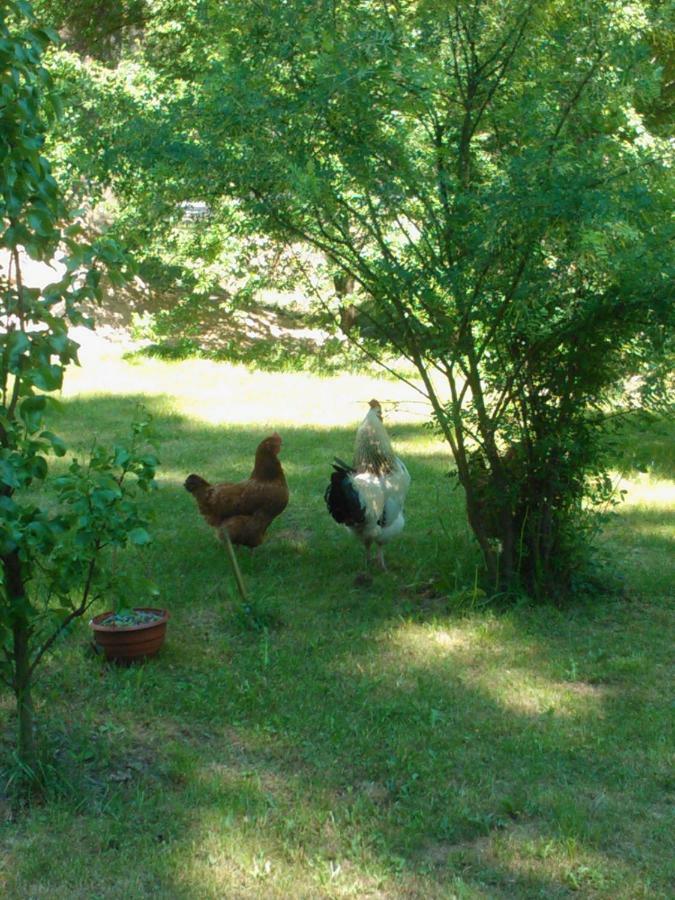 Appartement Agroturystyka Przysiolek Trzonki à Pisz Extérieur photo
